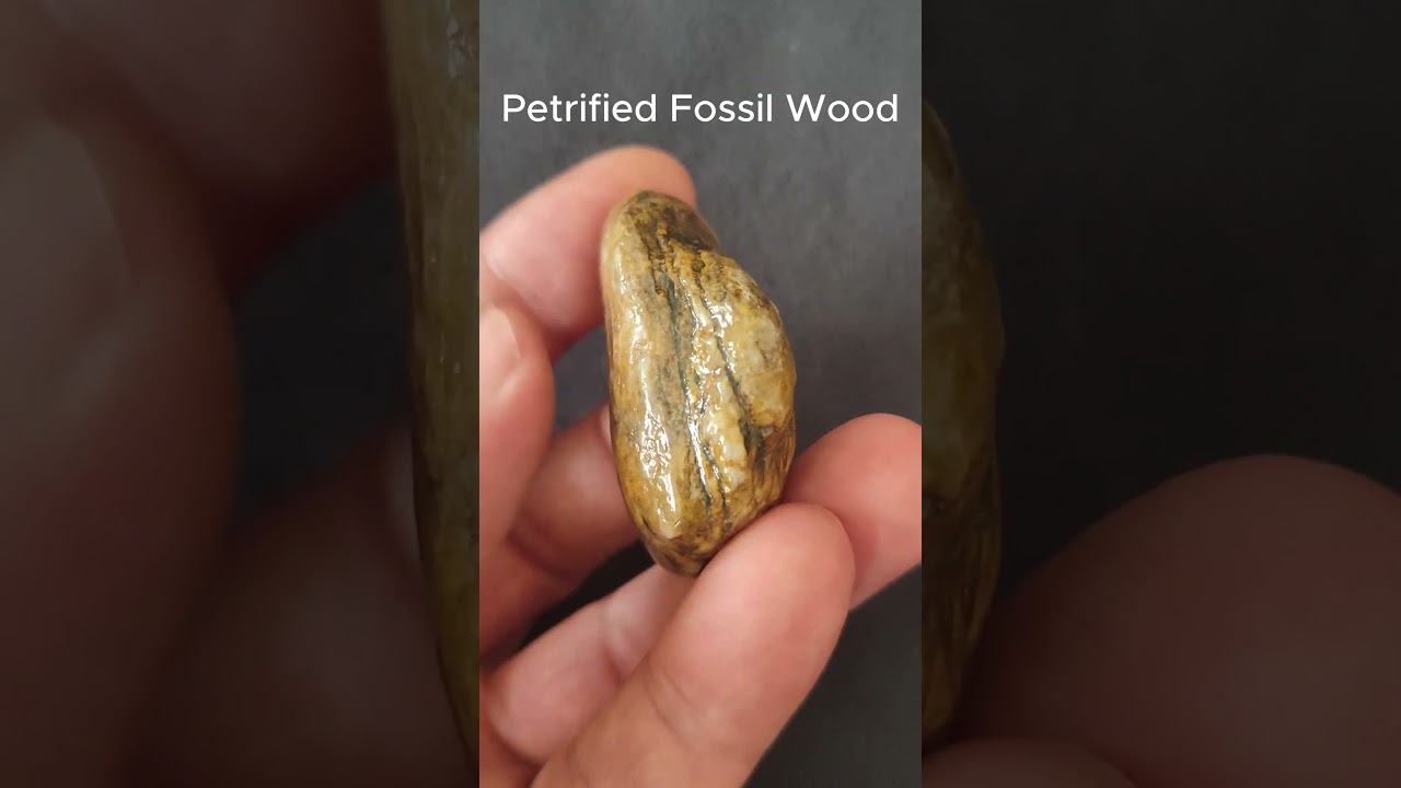 YOU'VE NEVER SEEN BEFORE. THE PETRİFİED FOSSIL WOOD. #shorts #rare fossil wood