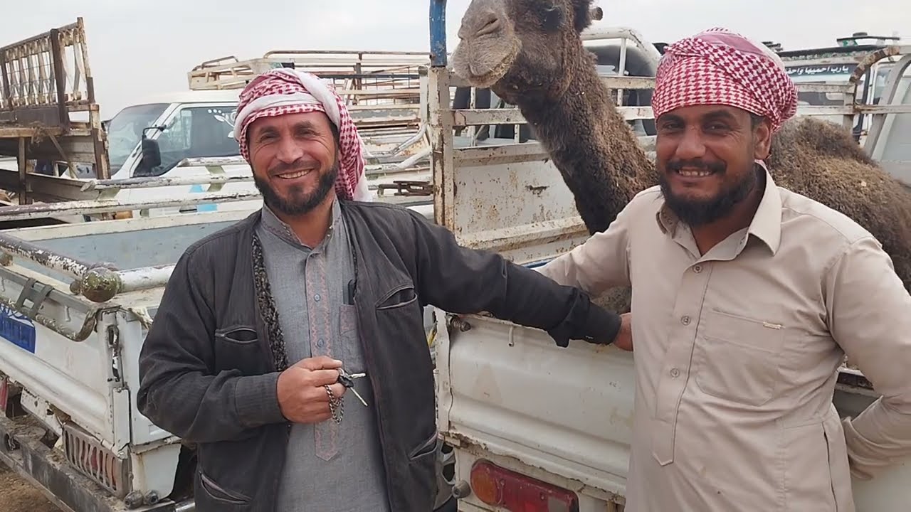 الرقة اليوم استفسار حول عمر الابل وكيف معرفة عمره وكم عام يرضع سبحان الله مع جولة بسوق الأبقار