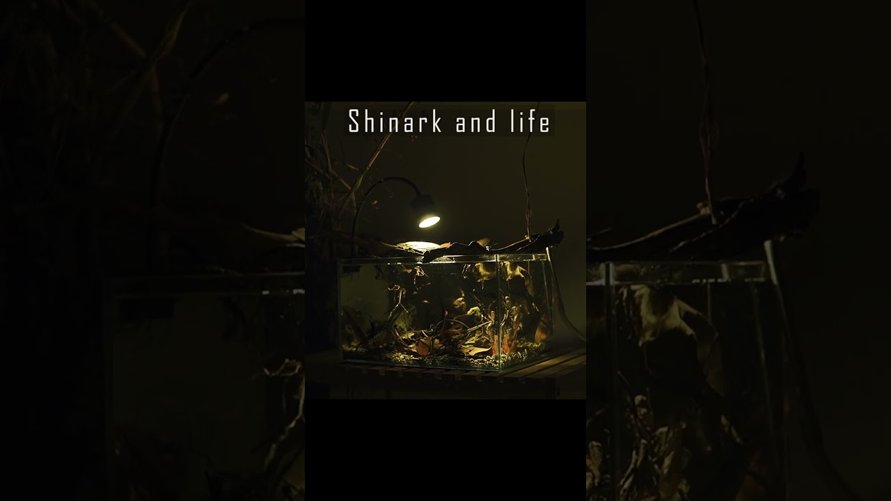 Biotope Biotop aquarium | Relaxing music #shorts #12