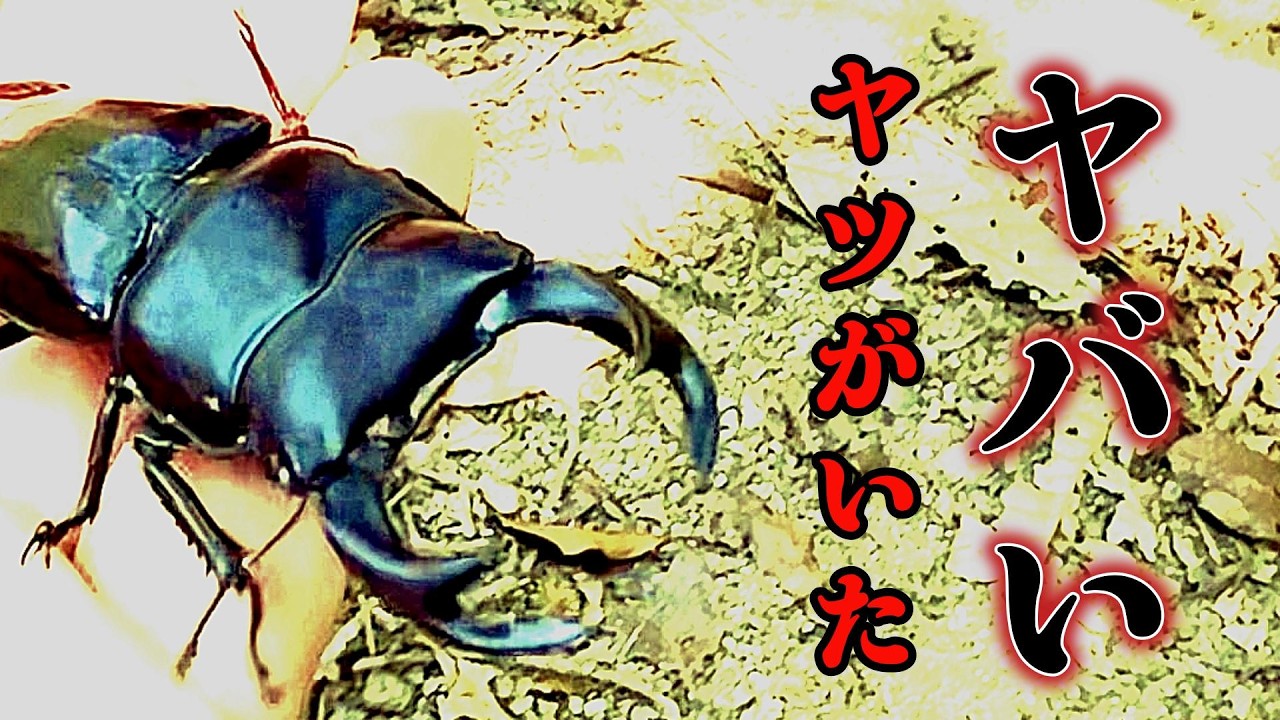 オオクワガタを乱獲しに行ったらまさかの結果に…