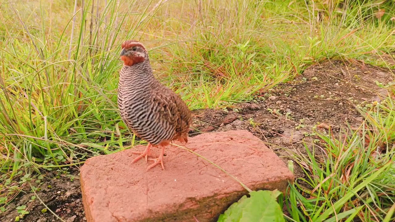 Singing sound gundri awaaz amazing quail sound juha awaaz lowa ka shikar quail hunting Sound
