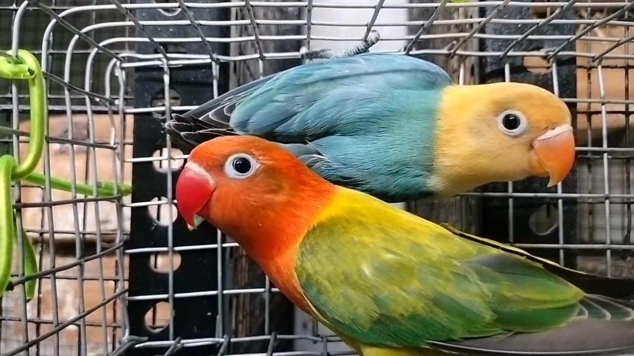 Cobalt Opline & Green Euwing Opline 