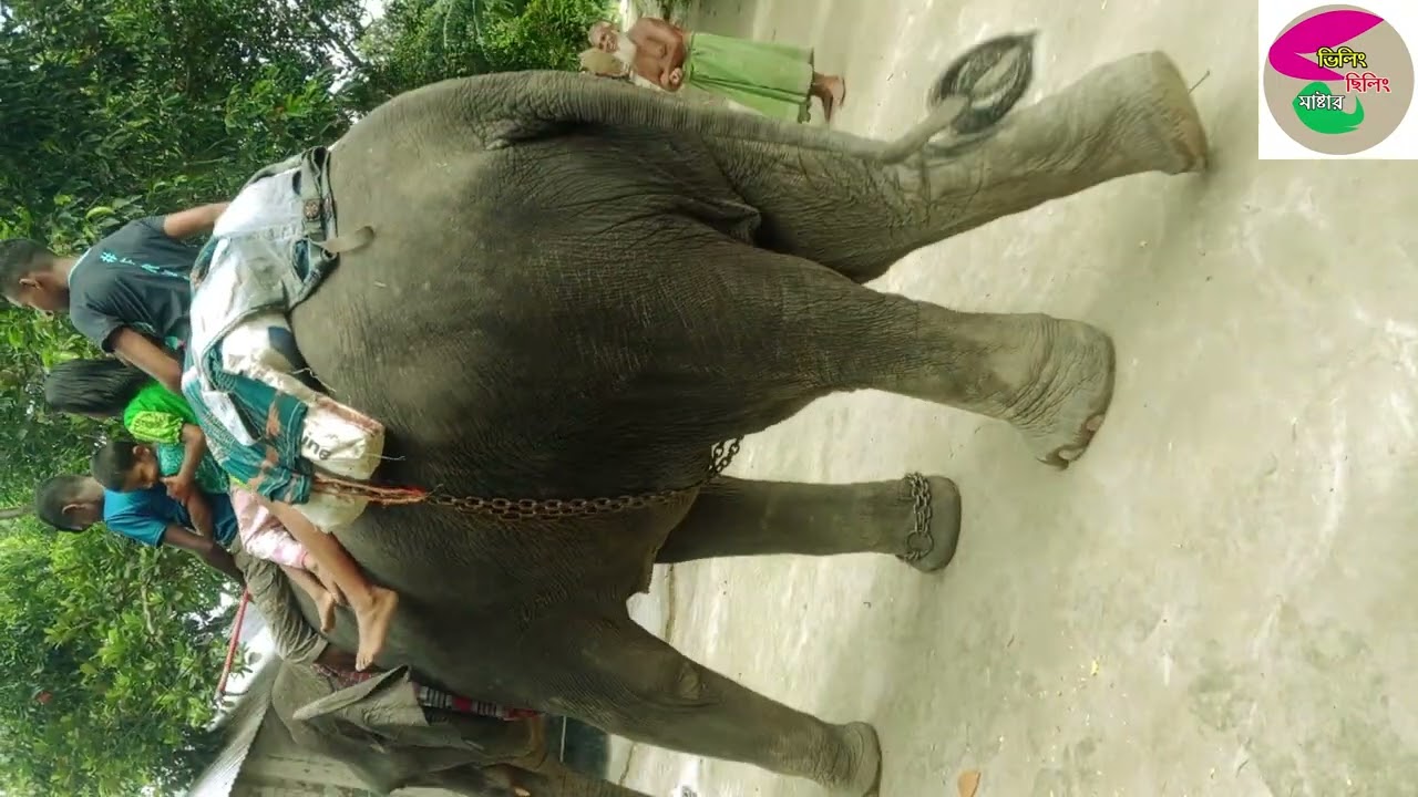 গরিবের বাড়ীতে হাতির পা#comedyfilms #banglasarabarnaandbanjanbarna #হাসির #funny #মর্নিং2pmরেজাল্ট