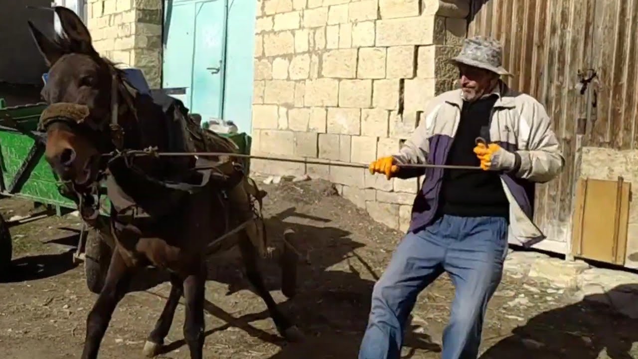 Мул в домашнем хозяйстве.1 часть.