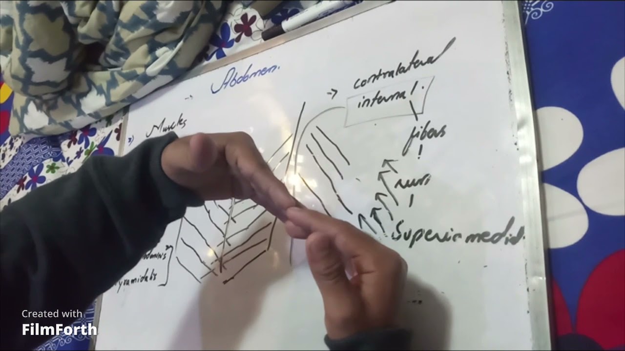 MUSCLES OF ANTEROLATERAL ABDOMINAL WALL ( PART 1) +MODIFICATION OF EXTERNAL OBLIQUE