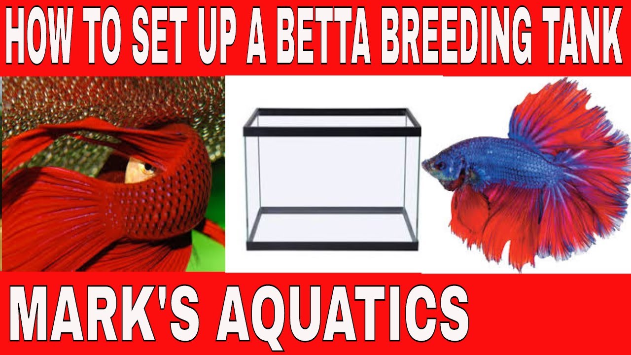 HOW TO BREED BETTA FISH PART ONE. SETUP .