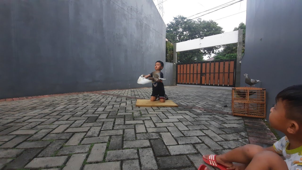 Fatih Senang Merpati Kuda Ghoib Giring & Doro Tercepat Saat ini di Kandang Macan Merpatiboy