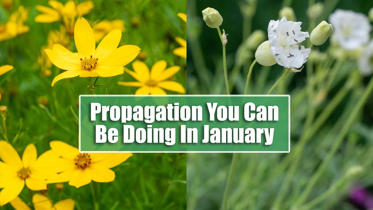 What Propagation Can You Do in January? Watch Me Prick Out Seedlings & Split Some Plants