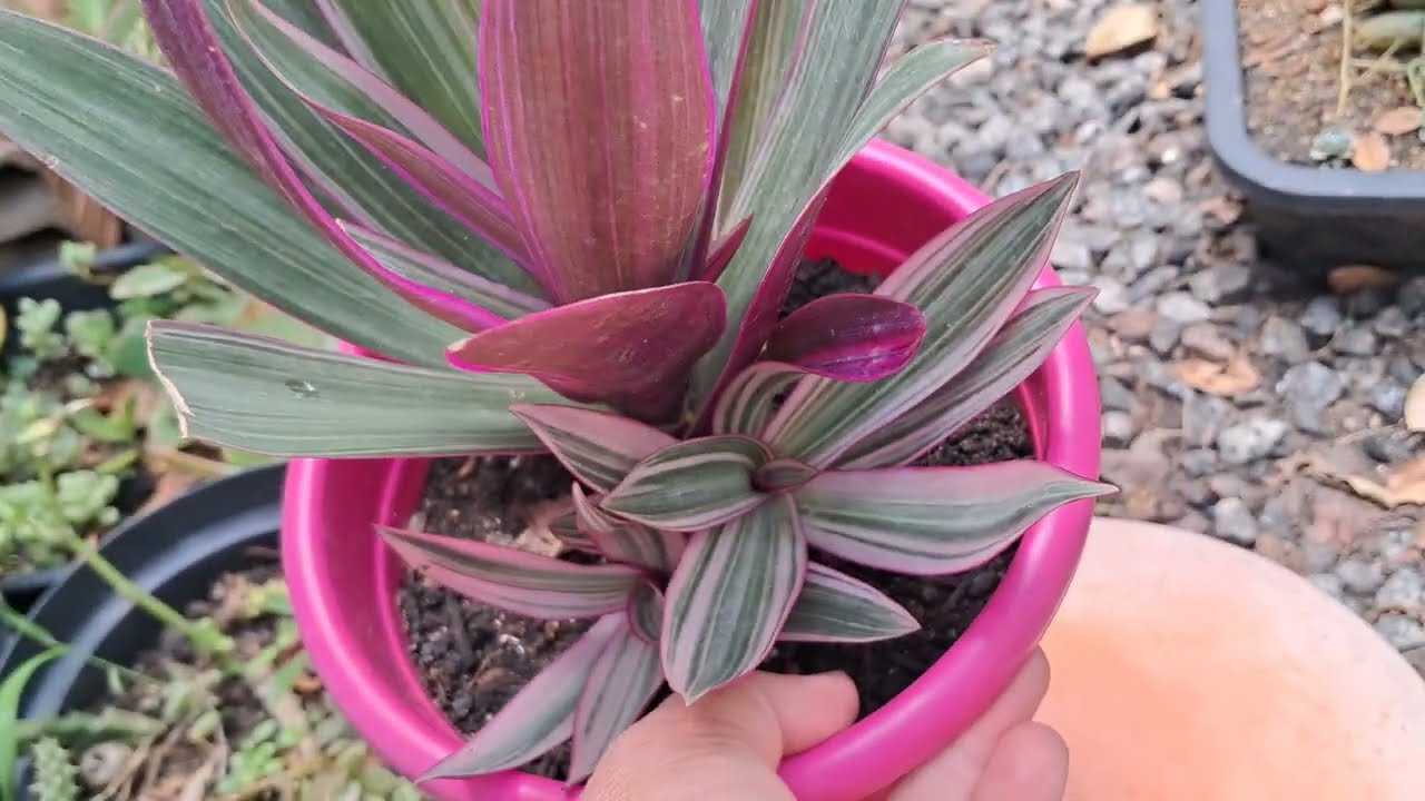 planta da moda, abacaxi roxo, planta que est&aacute; ganhando destaques na jardinagem no momento