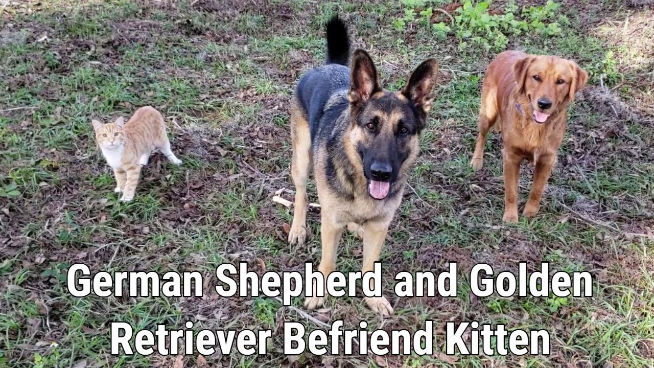 German Shepherd and Golden Retriever Befriend Kitten
