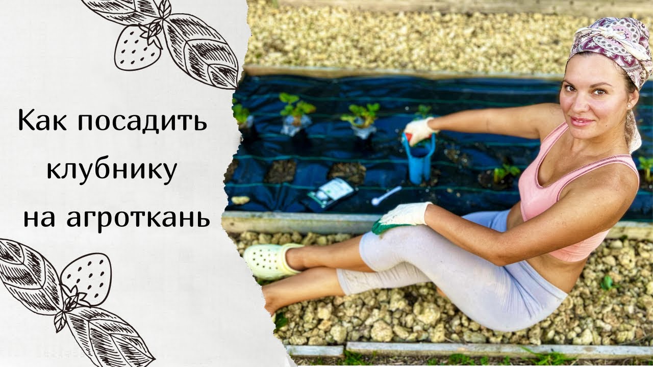 Посадка клубники на агроткань | Почему выбираю агроткань