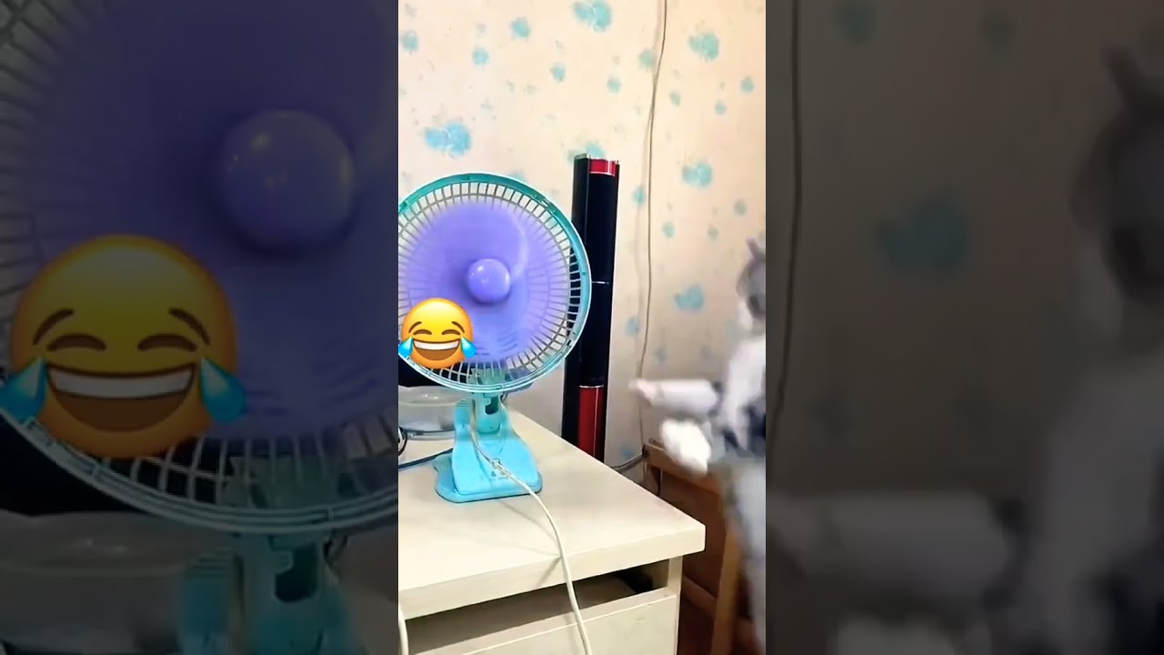 Funny Cats 😃 #funnyshorts #cutecompilation #ytshortsviral