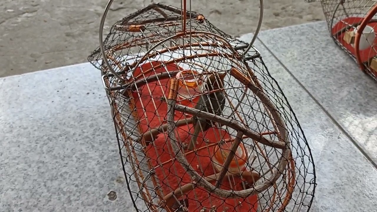 Sâu Đầu Đỏ Bắn Ak Chuẩn Ép Giọng Sâu Đầu Đỏ Non