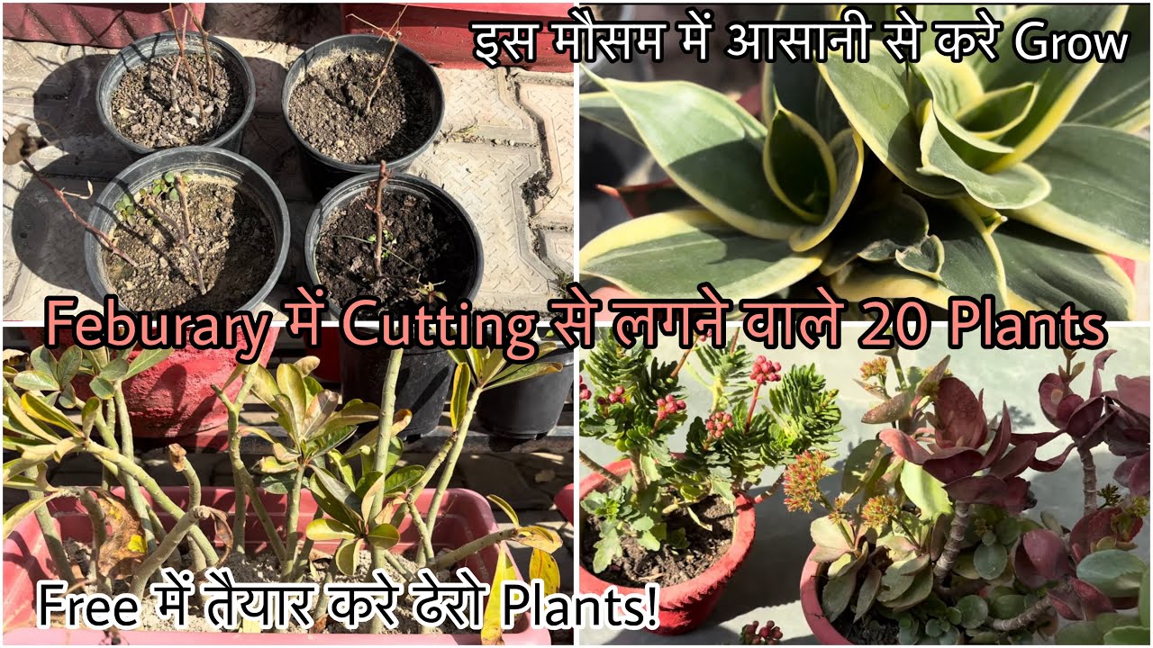 Feburary में Cutting से लगने वाले 20 Plants | Free में तैयार करे ढेरो Plants | आसानी से होंगी Grow🪴 