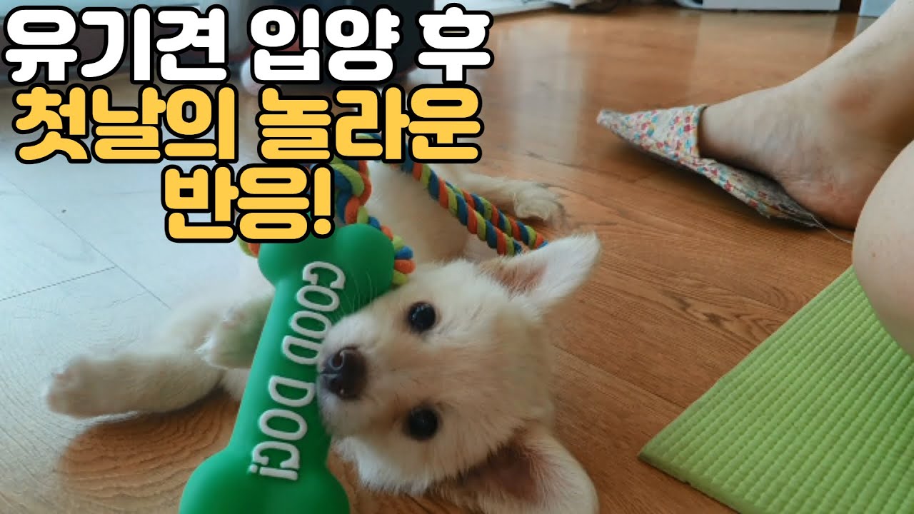 (EP.002) 유기견 강아지의 설레는 입양 첫날! ㅣ유기견 입양 첫날 브이로그ㅣ사지말고 입양하세요ㅣ아기강아지 | 포인핸드 | 시고르자브종