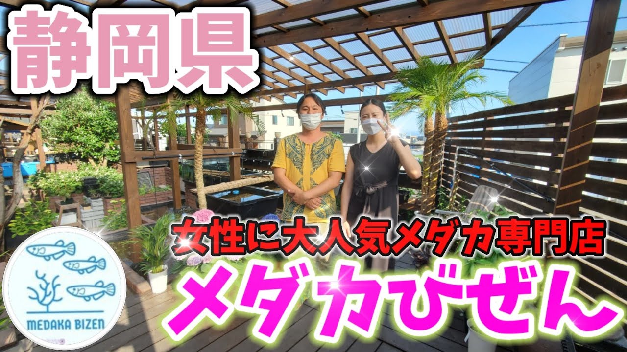 静岡県‼️品種改良めだか専門店メダカびぜん【圧倒的女性に大人気なお店】値段が安い‼️竜章鳳姿.三色ラメ体外光.サファイア.ユリシス.サボラメ.紅薊.星のきらめき.グッピー.安らぎAQUAちゃんねる