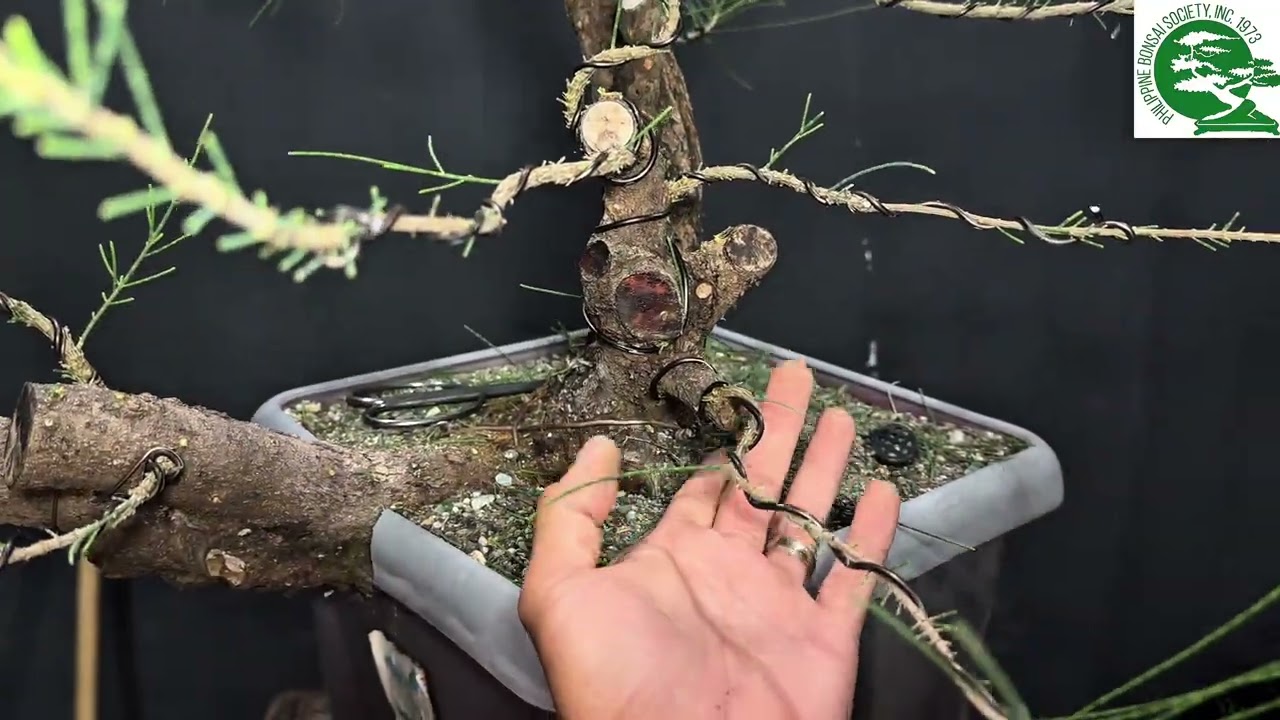  Vlog#83 part1, update kay truple trunk agoho after 1month 