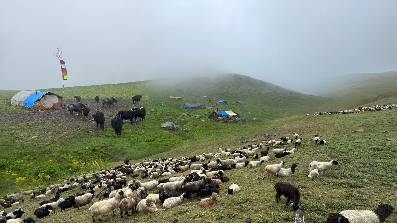 Amazing Lifestyle Of Nepali People In Mountain || Sheep Farming In Hilly Areas|| Nepali Life 