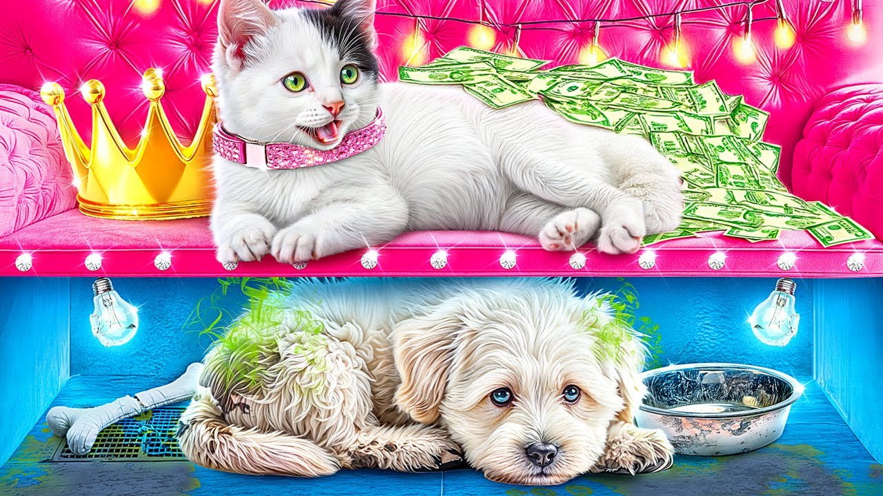 On Construit une Pi&egrave;ce Secr&egrave;te pour les Animaux de Compagnie! Chat Riche contre Chien Pauvre!