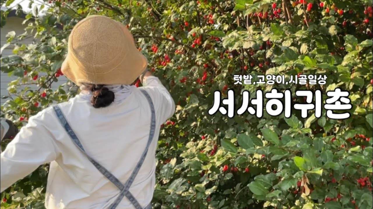 직접 딴 빨간 열매로 수제청 만들고, 샌드위치 한 끼🍓🥪