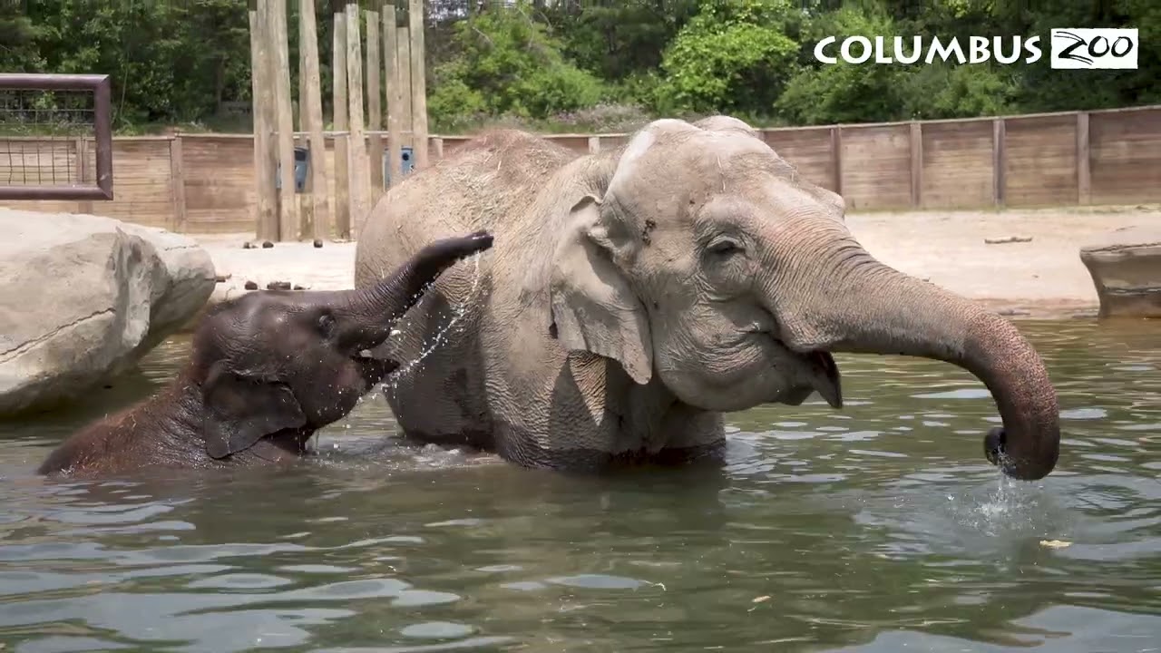 Chill Out With Us at the Columbus Zoo This Summer!
