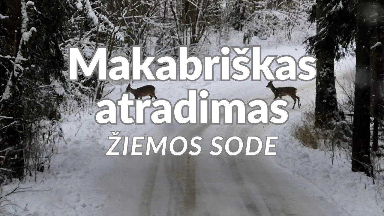 Mano žiemos sodas slepia daugiau, nei maniau... Kas čia vyksta, kai mūsų nėra 🤔