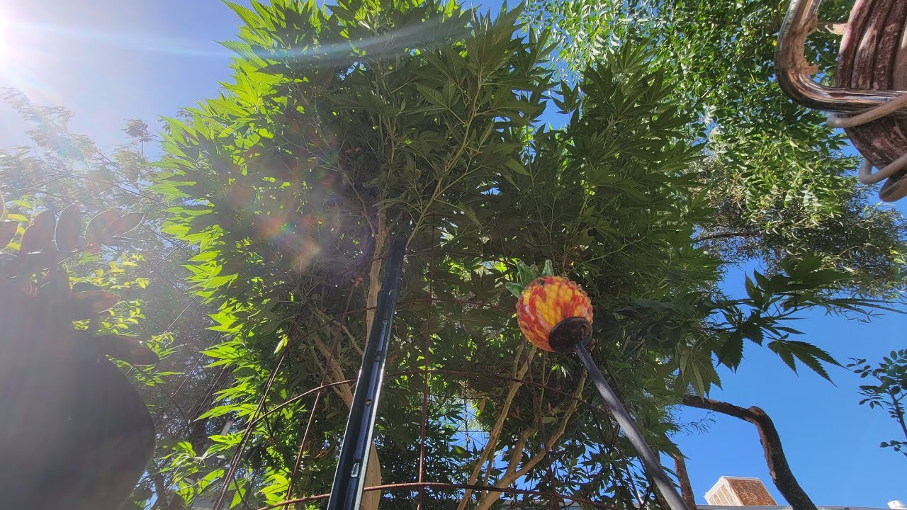 AZ Monster Cannabis 7ft weed plants Dessert Grow