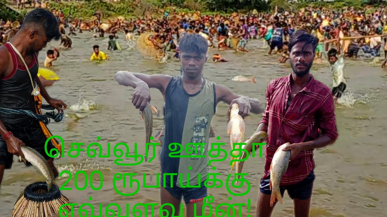 செவ்வூர் ஊத்தா எப்படி தாவுதுனு பாருங்க  big katla, rogu, sneakhead fish  village traditional Fishing