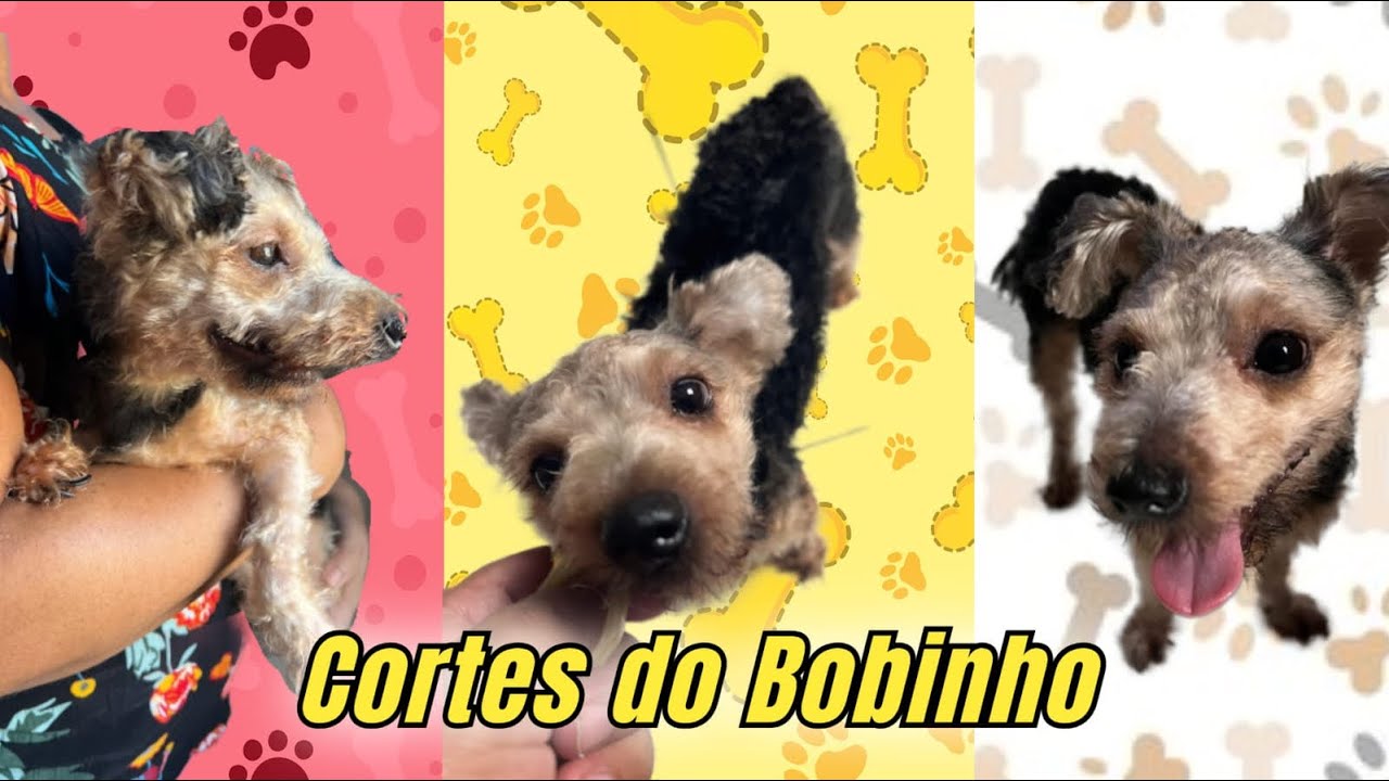 Cortes!  do Bobinho #petvideos #curtecomentacompartilha 