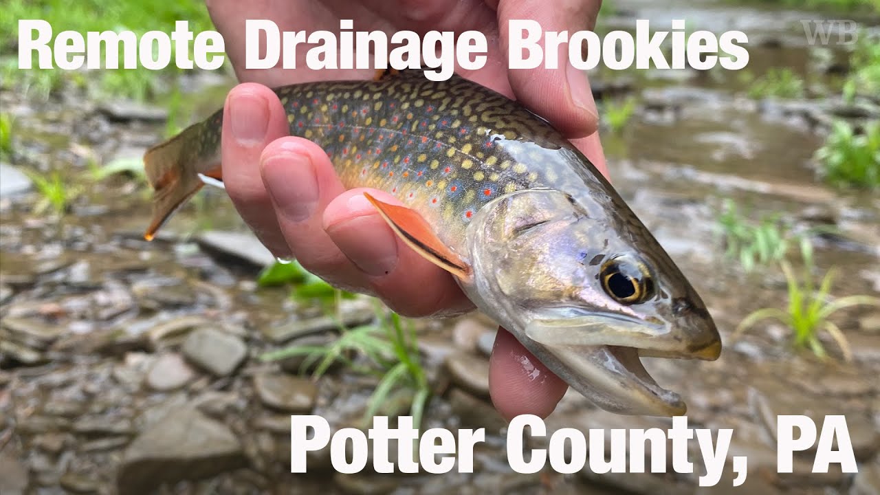 Remote Drainage Brookies, Potter County, PA - Wooly Bugged