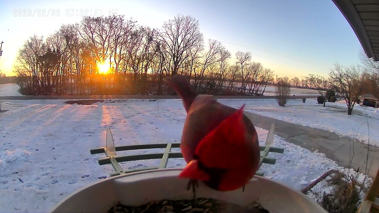 Sunrise Cardinal with a Mohawk 🌅🐦 | Calm Bird Watching for Preschoolers
