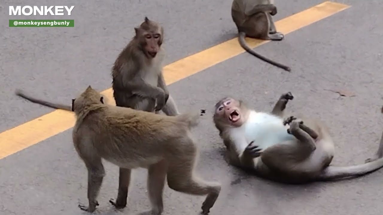 LA, LA, HAPPY |TO PLAY TOGTHER | WILD ANIMAL FOREST | ANGKOR THOM FOREST