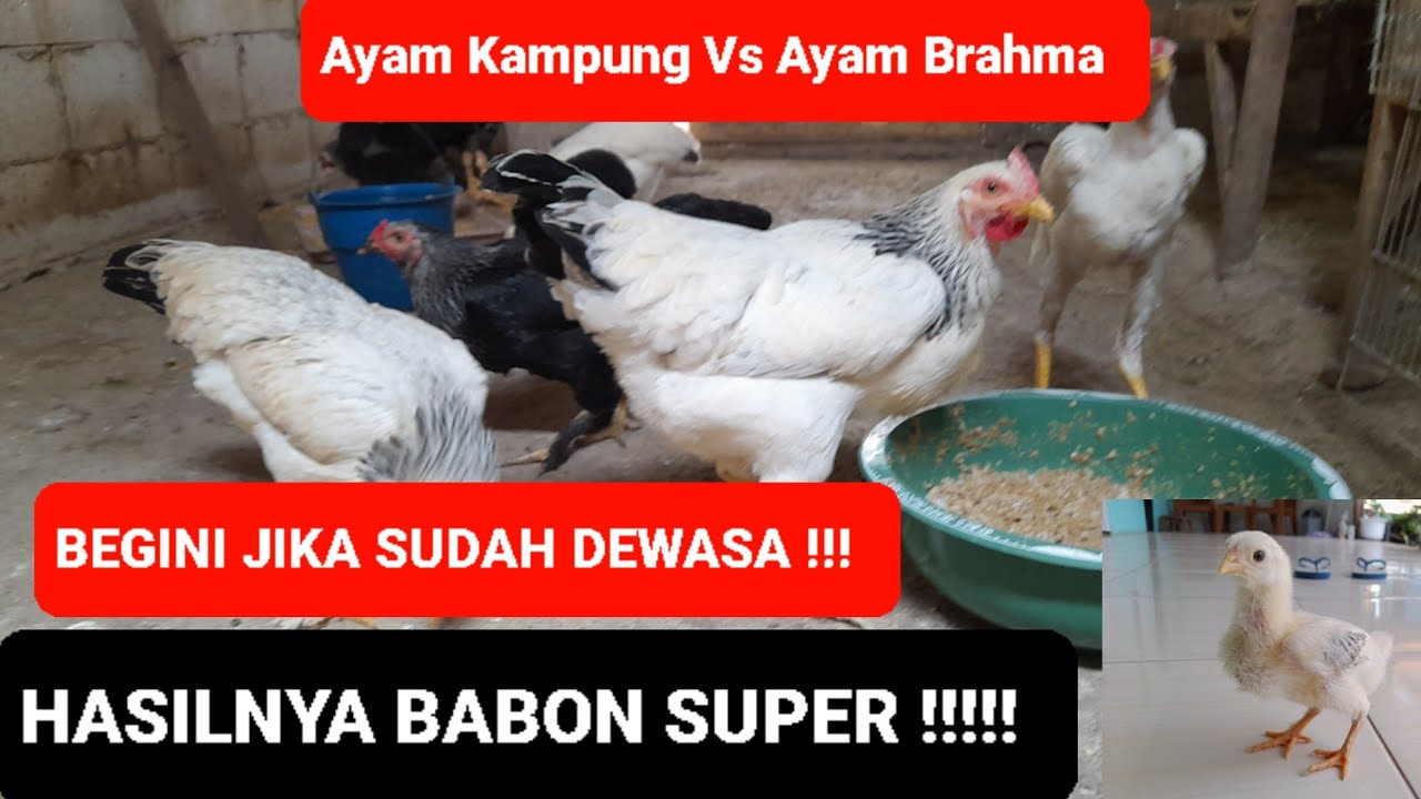 SEPERTI INI DEWASANYA  !!! SUPER SEKALI !!! PERSILANGAN AYAM KAMPUNG VS AYAM BRAHMA SIAP JADI PS