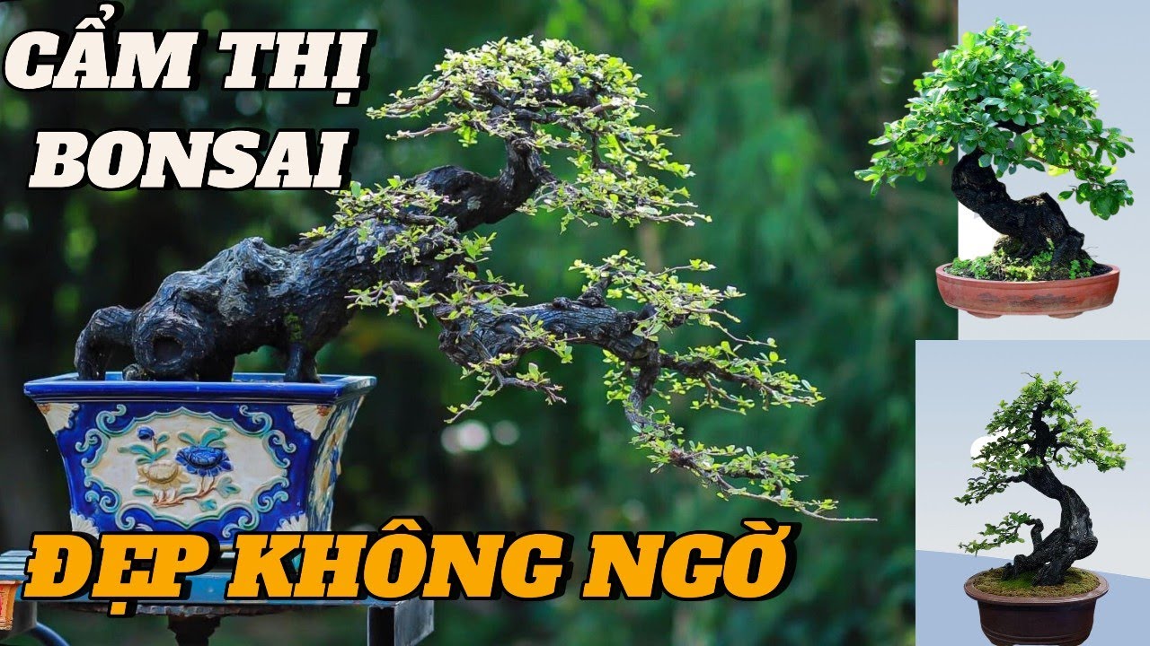 CÂY CẨM THỊ BONSAI ĐẸP ĐẾN KHÔNG NGỜ #bonsai #caycanh #art #bonsaitree #khanhbonsaibinhdinh