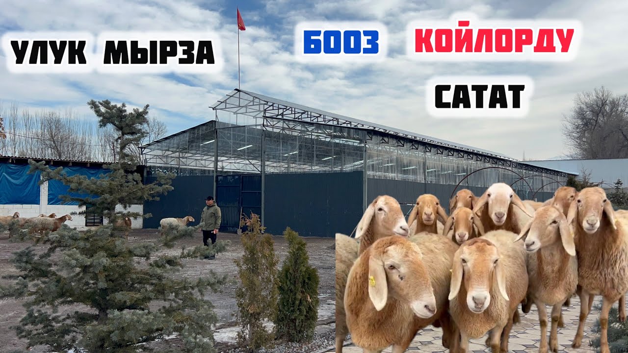 Улук МЫРЗА САРАЙДЫ келтирип салыптыр👍🏻БООЗ КОЙЛОРДОН САТАТ🖐🏻АРАШАН КОЙЛОР сатылат