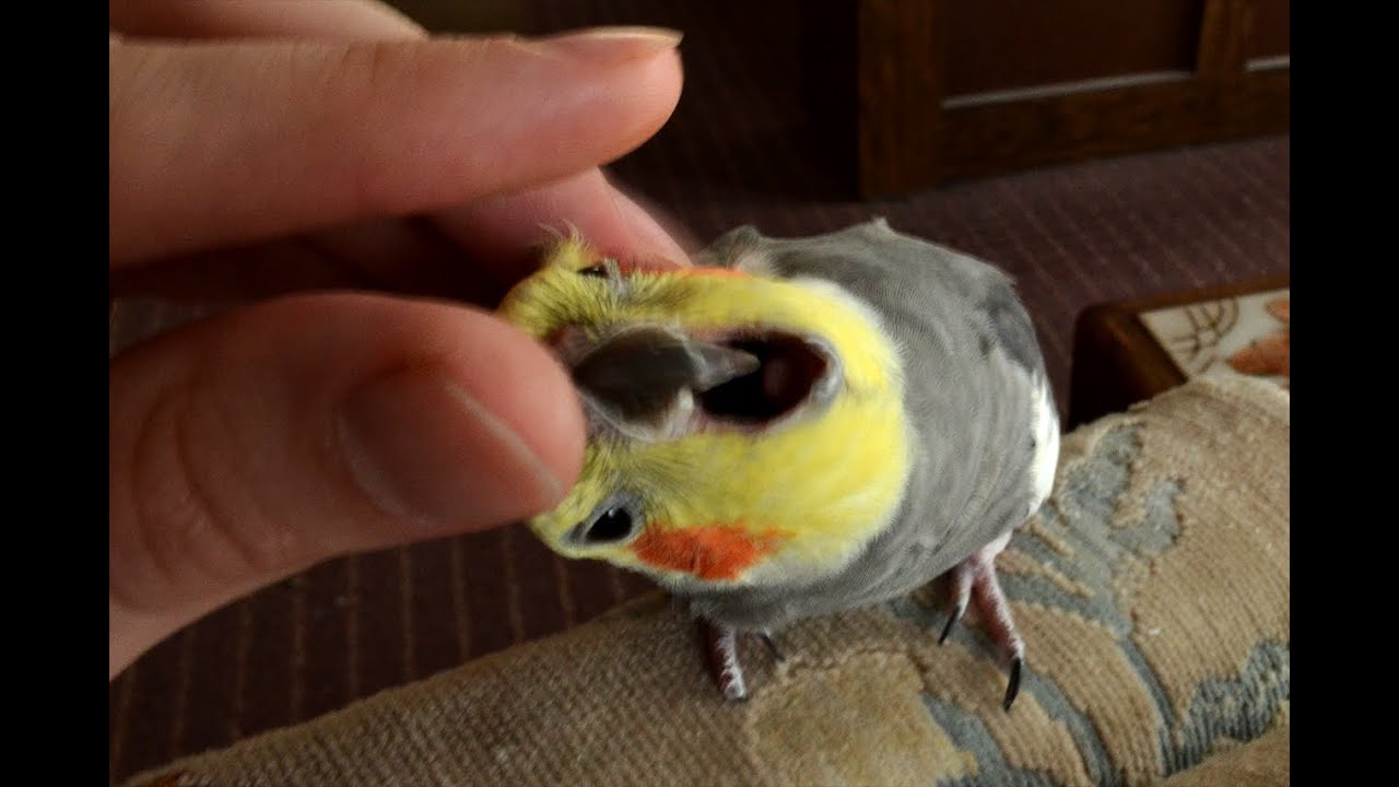 Irritating My Cockatiel & Got A Bite |