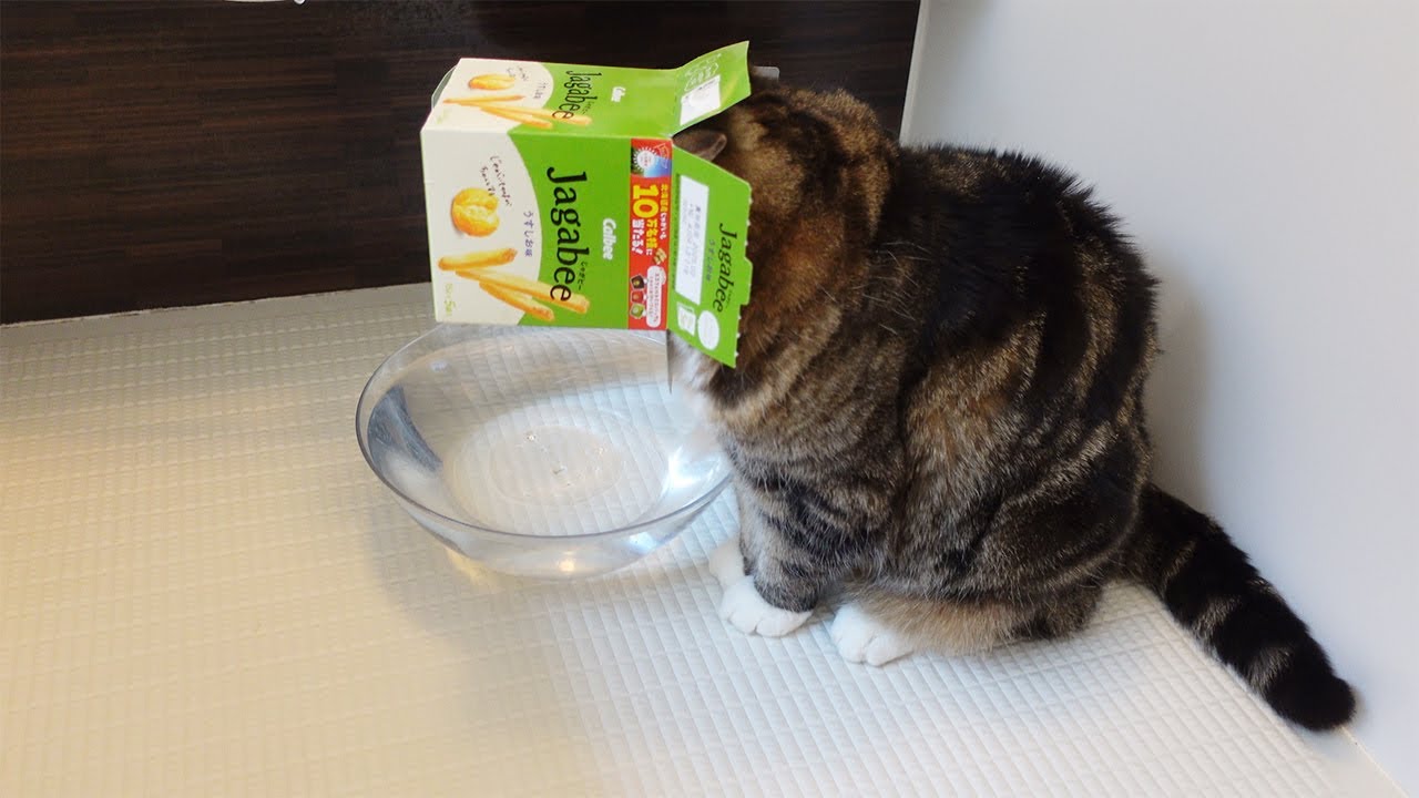 大きな猫の仕業にドン引きな猫たち。-Hana&Miri was surprised by Maru's eccentric behavior.-