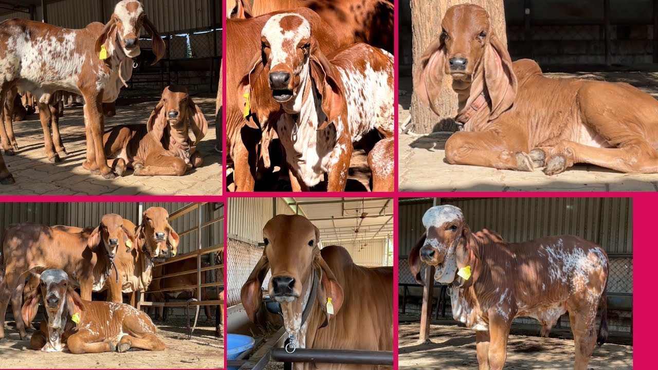 Shree Muralidhar gir gaushala roghada (Ashok bhai ahir)(part-1) #gaushala  #goumata #bull #animal