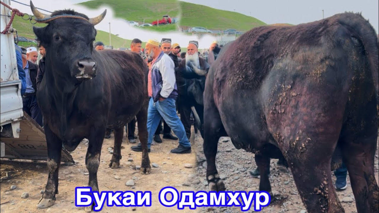 ШАНБЕБОЗОРИ ФАРХОР БУКАИ ОДАМХУР НАРХ ХЕЛА АРЗОН ШУД,   22 марта 2025 г.