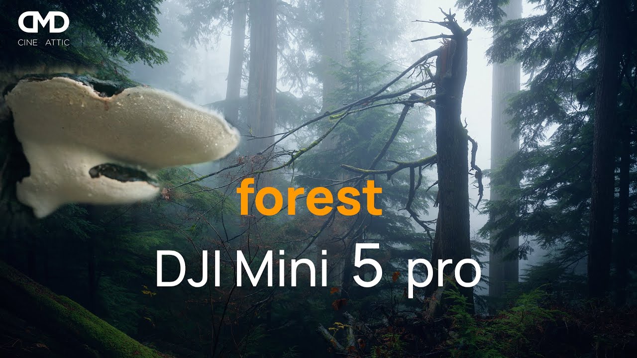 Vancouver's Forest |  West Coast rainforest with Mini 5 Pro & 3 Pro