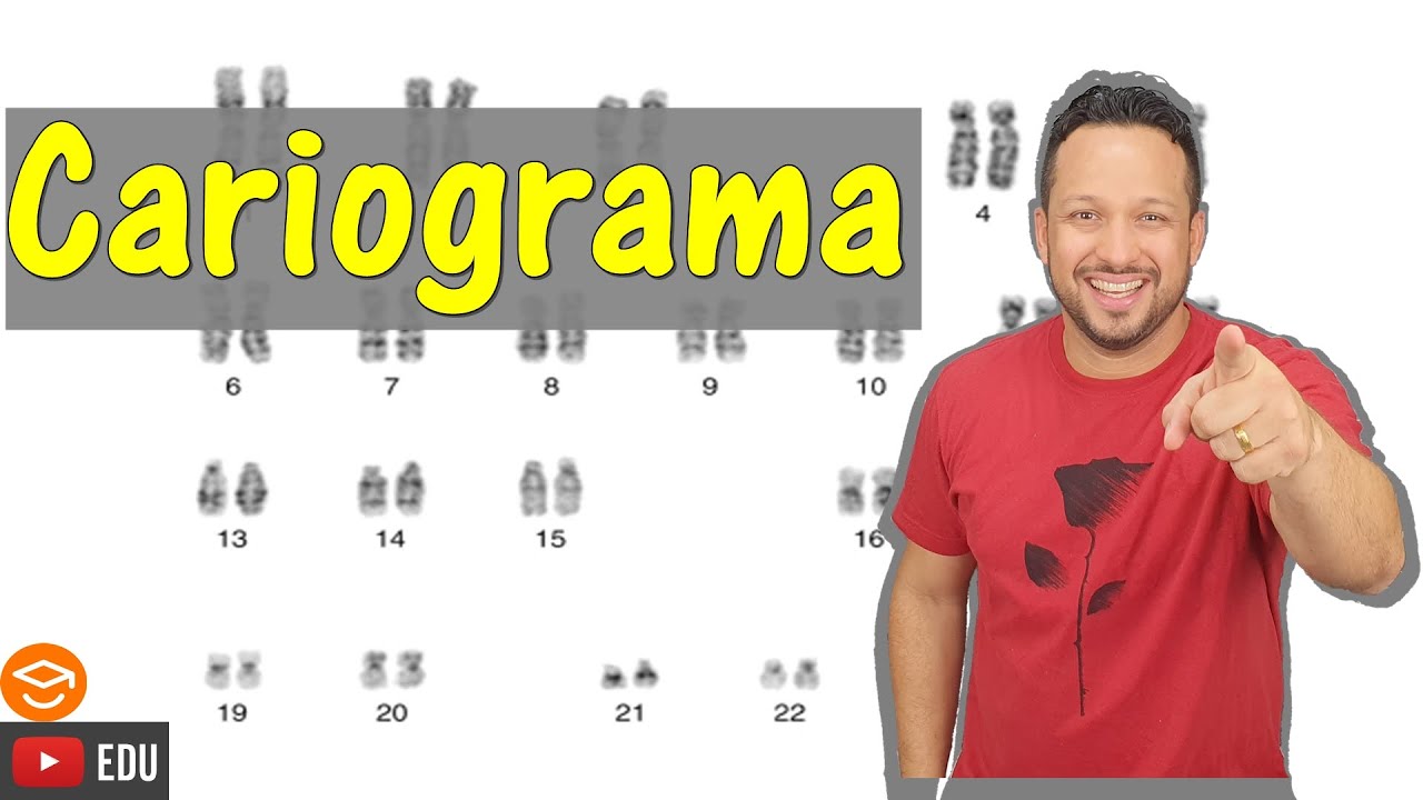 Cariograma - Cariótipo - Estudo dos cromossomos - Núcleo - Citologia