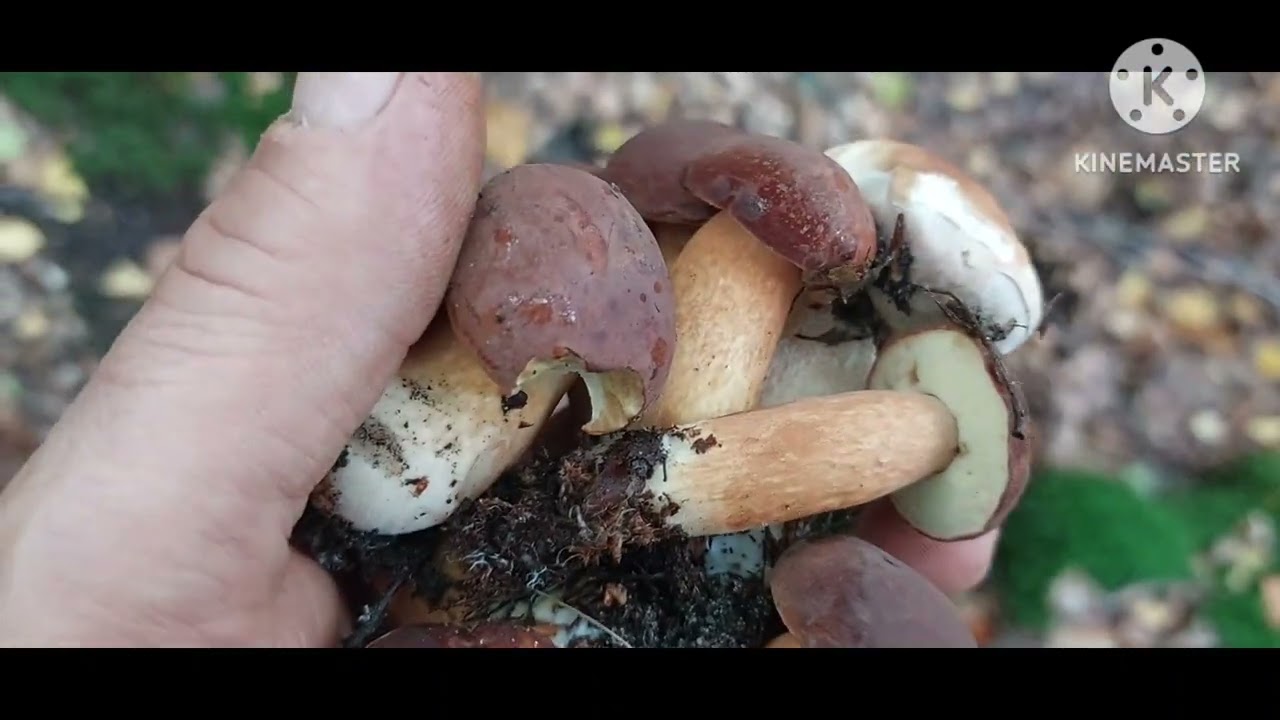 Całkiem fajne grzybki 🍄‍🟫