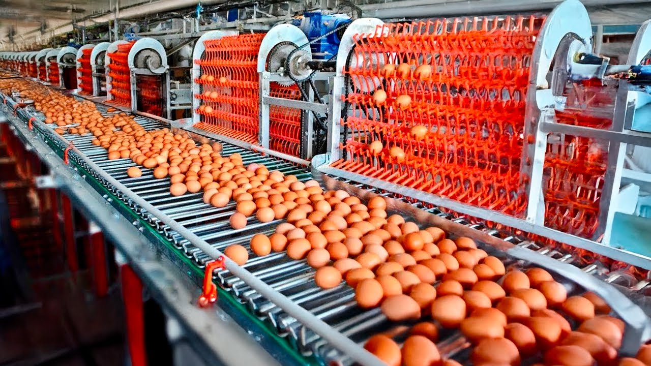 Comment Des Millions d'ŒUFS sont PRODUITS chaque Année aux États-Unis 🥚