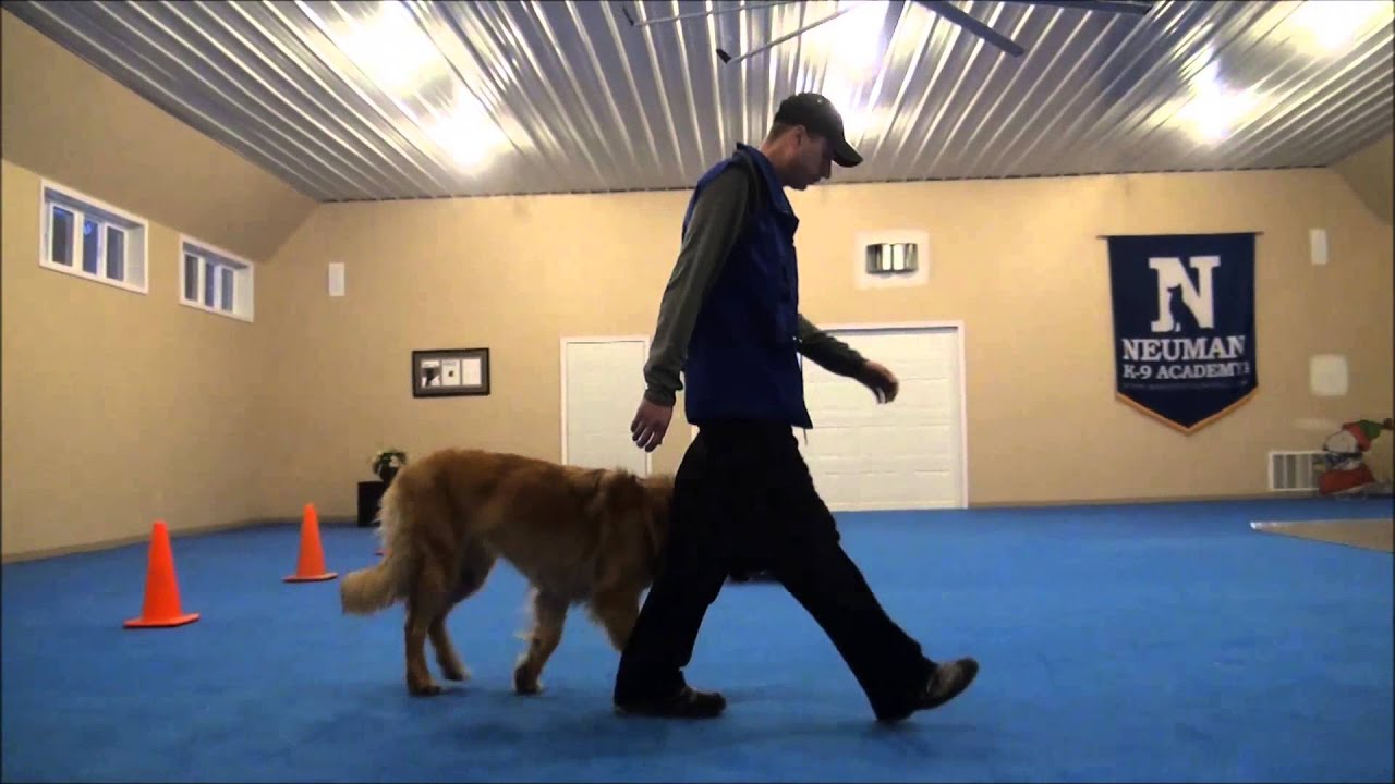 Tucker (Leonberger) Dog Training Video
