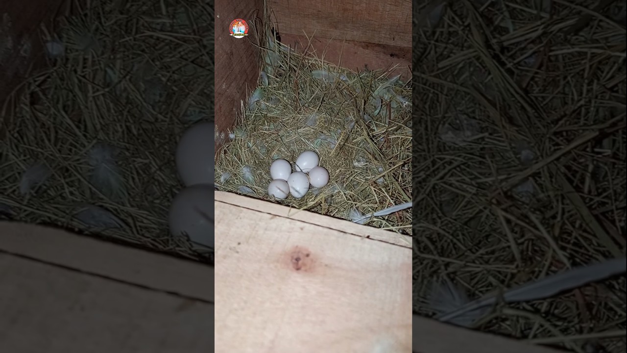 Birds Eggs 
