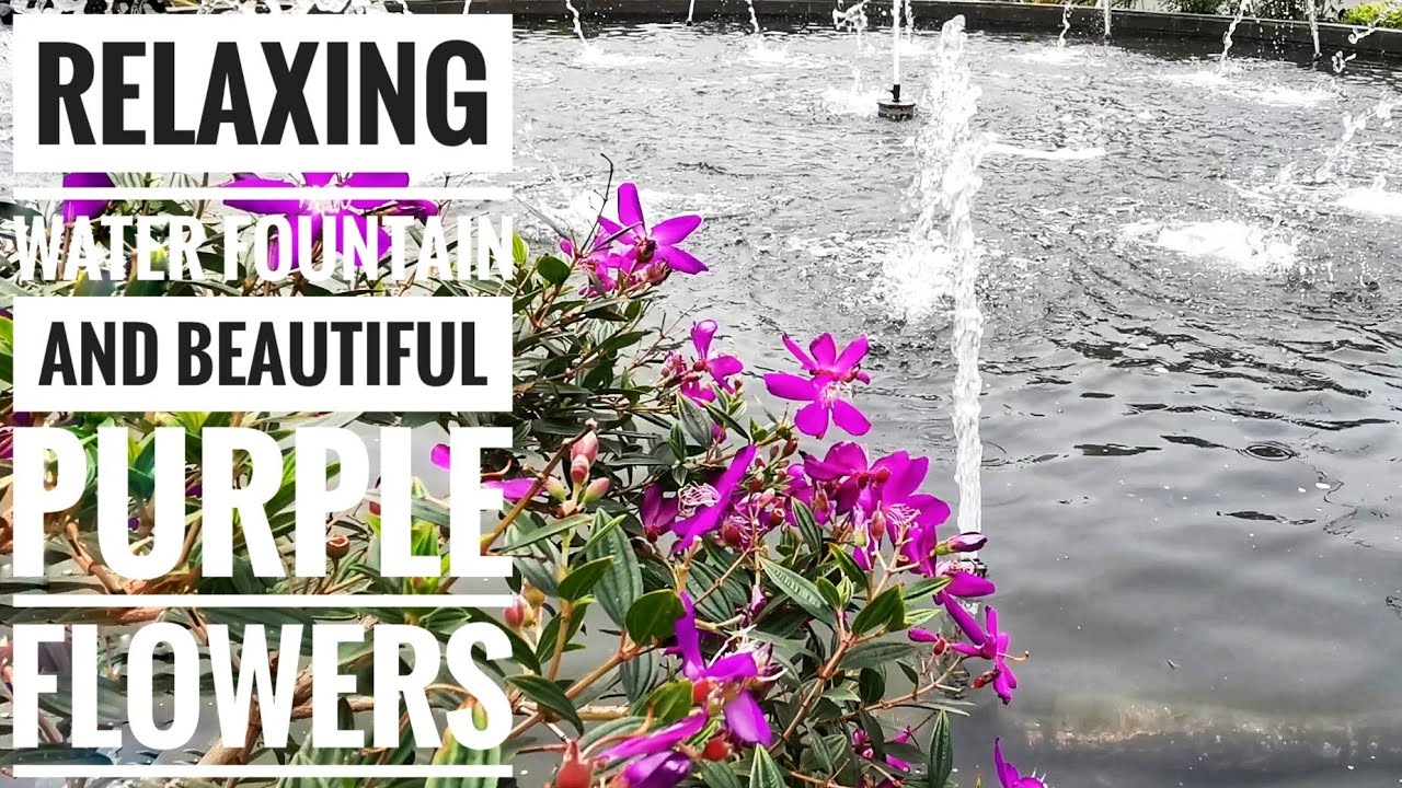 Relaxing Water Fountain and Beautiful Purple Flowers