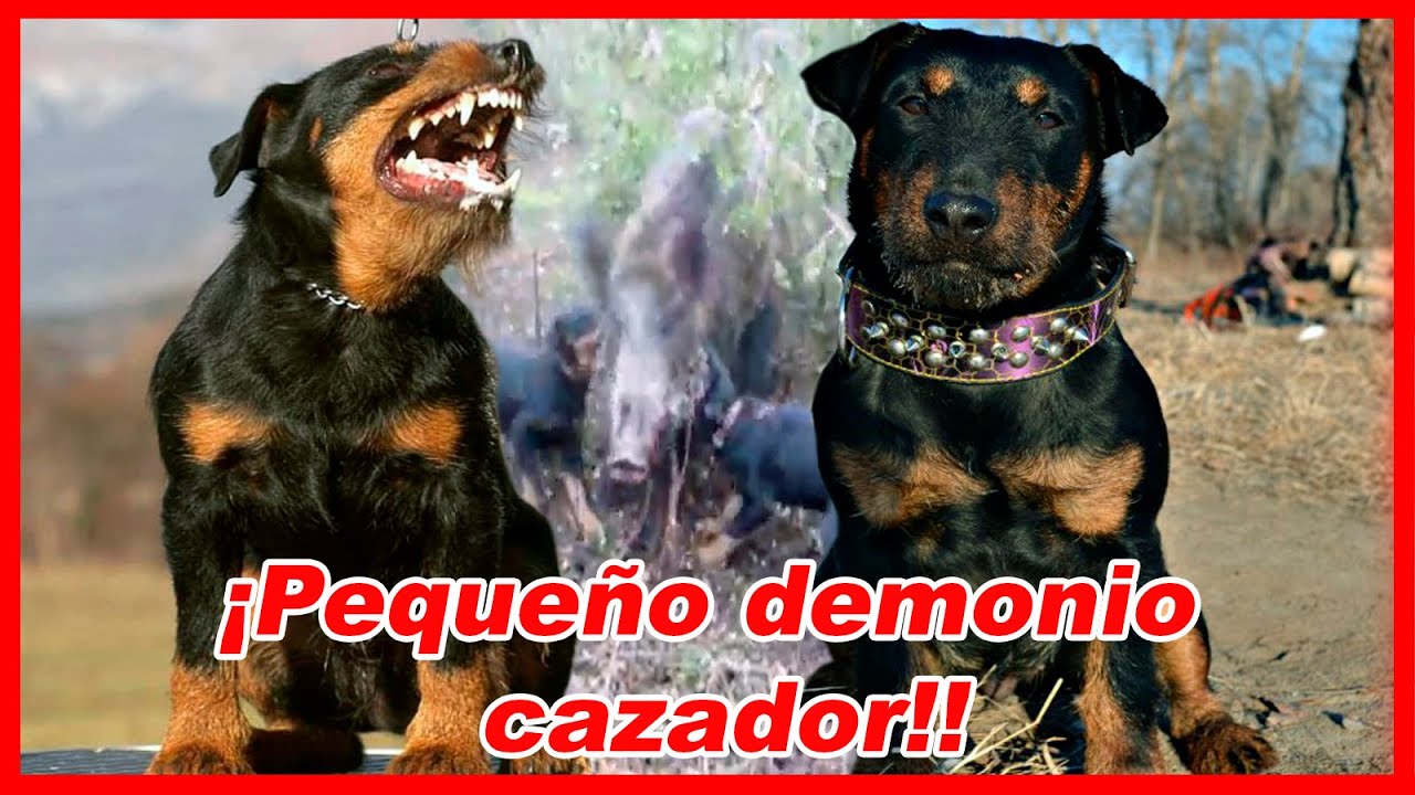 Enfrenta JABALÍES y pumas – Jagdterrier (TERRIER ALEMÁN)