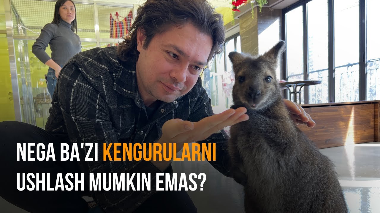 Bu Surikatlar 