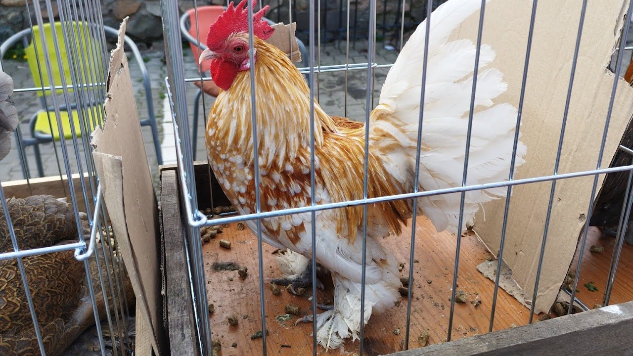 Cu noi la piata de animale din Arad