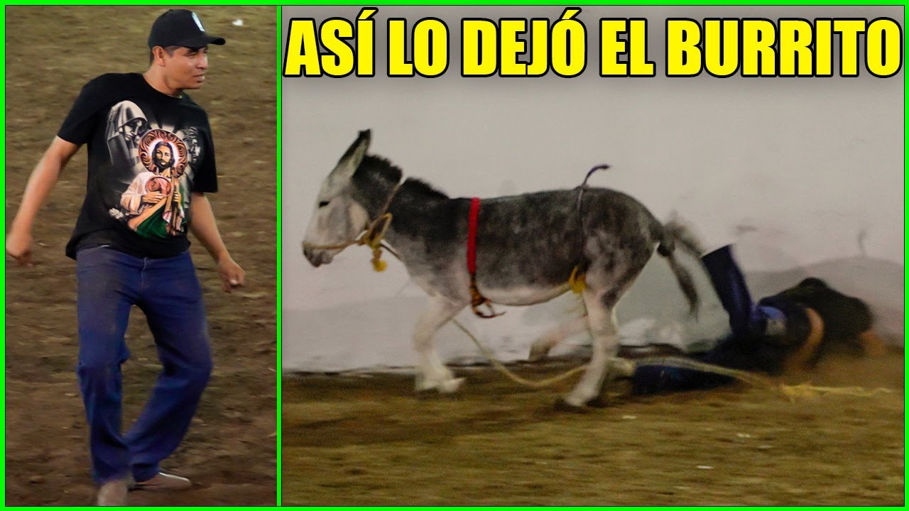 Lo dejó CHUECO el BURRITO  A Pero Queria montar